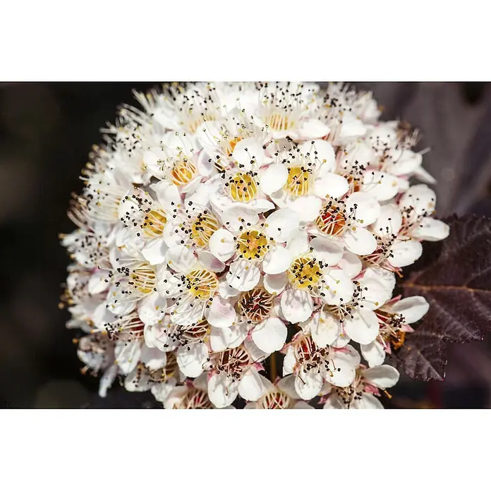 Pflanzen für dich Blasenspiere Blasenspiere - Physocarpus opulifolius 'Summer Wine', 80 cm - 100 cm - Dichte Ansammlung kleiner weißer Blüten mit gelben Zentren und dunklen Staubgefäßen.