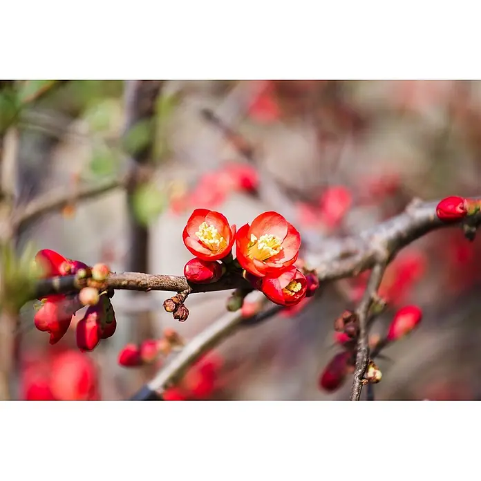 Pflanzen für dich Zierquitte 60-80 cm - Chaenomeles × superba 'Fire Dance', Aktuelle Wuchshöhe: 60 cm - 80 cm - Lebhafte rot-orange Blüten mit gelben Zentren und geschlossenen Knospen blühen an einem braunen Ast vor einem weichen, farbigen Hintergrund.