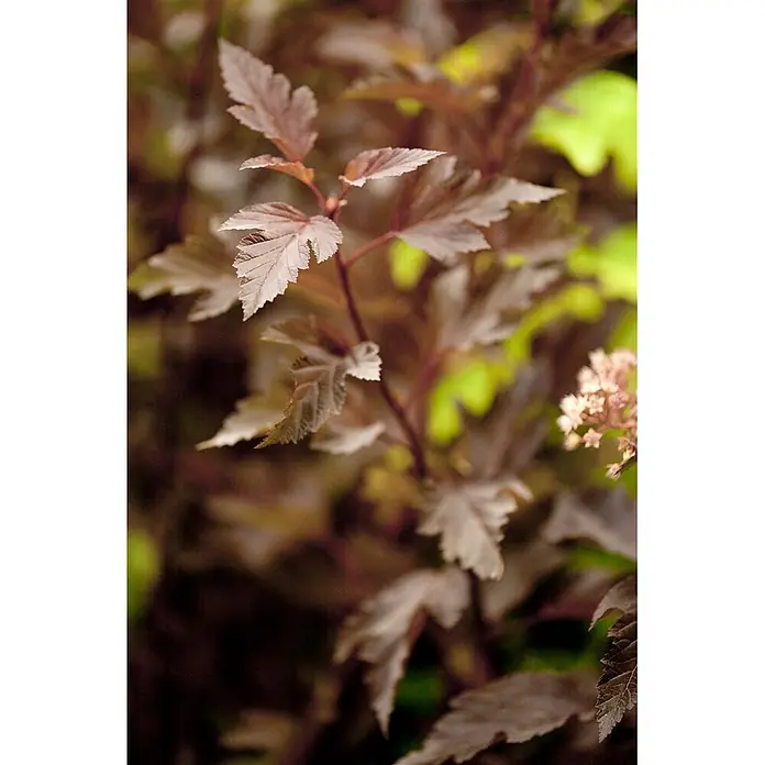 Pflanzen für dich Blasenspiere Blasenspiere - Physocarpus opulifolius 'Summer Wine', 80 cm - 100 cm - Zweig einer Pflanze mit rotbraunen Blättern und zarten hellrosa Blüten.