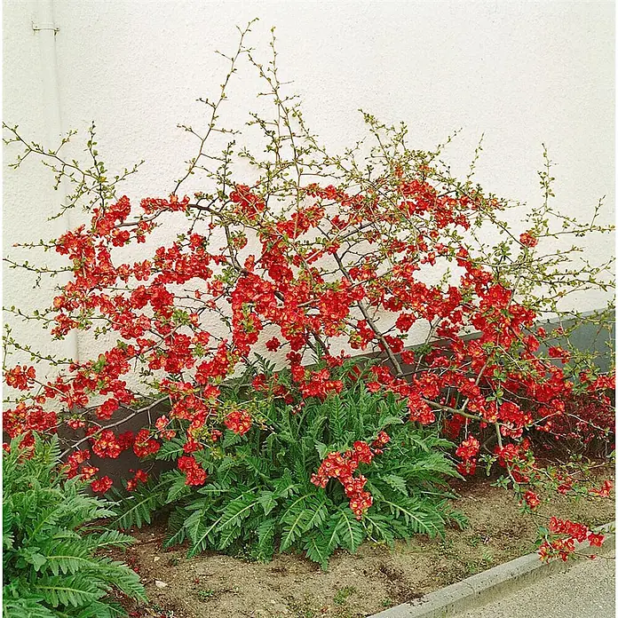 Pflanzen für dich Zierquitte 60-80 cm - Chaenomeles × superba 'Fire Dance', Aktuelle Wuchshöhe: 60 cm - 80 cm - Ein leuchtend roter Blütenstrauch mit zahlreichen kleinen roten Blüten und grünen Blättern, möglicherweise eine Zierquitte.