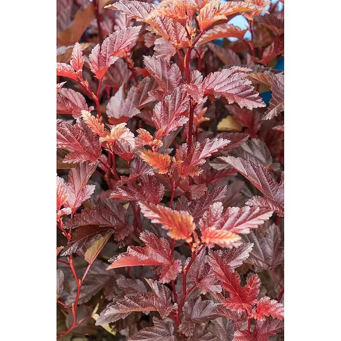 Pflanzen für dich Blasenspiere 60-100 cm - Physocarpus opulifolius 'Andre', 60 cm - 100 cm - Nahaufnahme einer Pflanze mit dichtem Laub aus rotbraunen Blättern, teils mit helleren Kupfertönen und gezackten Rändern.