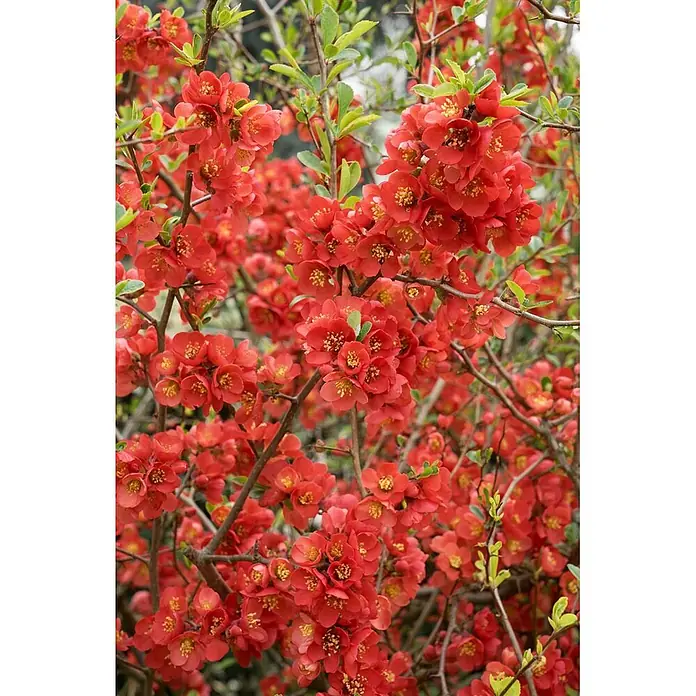 Pflanzen für dich Zierquitte 40-60 cm - Chaenomeles superba 'Fusion', Aktuelle Wuchshöhe: 40 cm - 60 cm - Busch mit leuchtend roten Blüten und kleinen grünen Blättern.