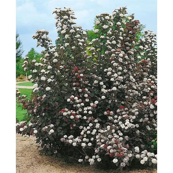 Pflanzen für dich Blasenspiere 40-60 cm - Physocarpus opulifolius 'Midnight', 40 cm - 60 cm - Kompakter dunkelblättriger Strauch mit weißen runden Blüten und rötlichen Samenkapseln.
