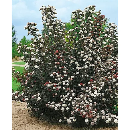 Pflanzen für dich  Blasenspiere 40-60 cm