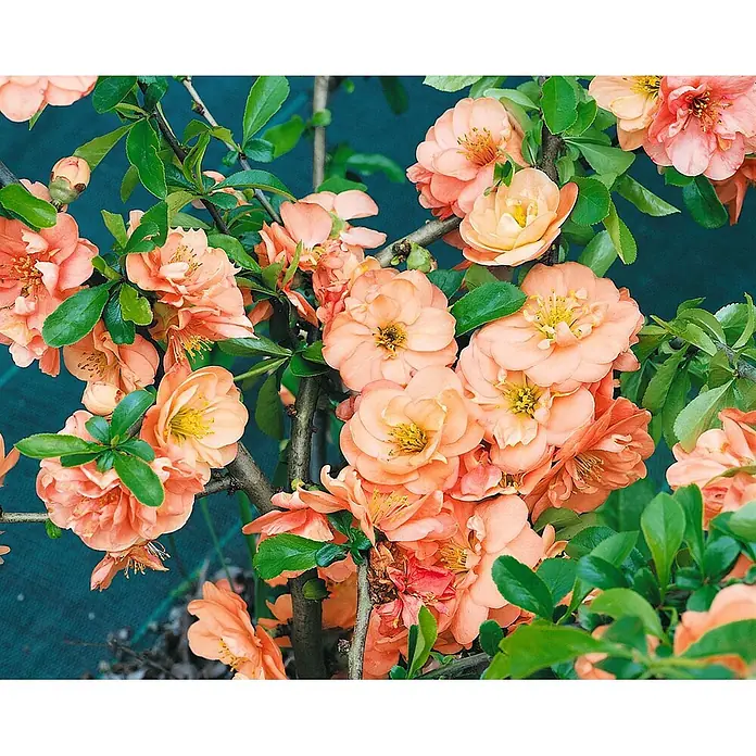 Pflanzen für dich Zierquitte 40-60 cm - Chaenomeles 'Orange Trail', Aktuelle Wuchshöhe: 40 cm - 60 cm - Nahaufnahme eines blühenden Strauchs mit zahlreichen pfirsich-orangen Blüten und grünen Blättern.