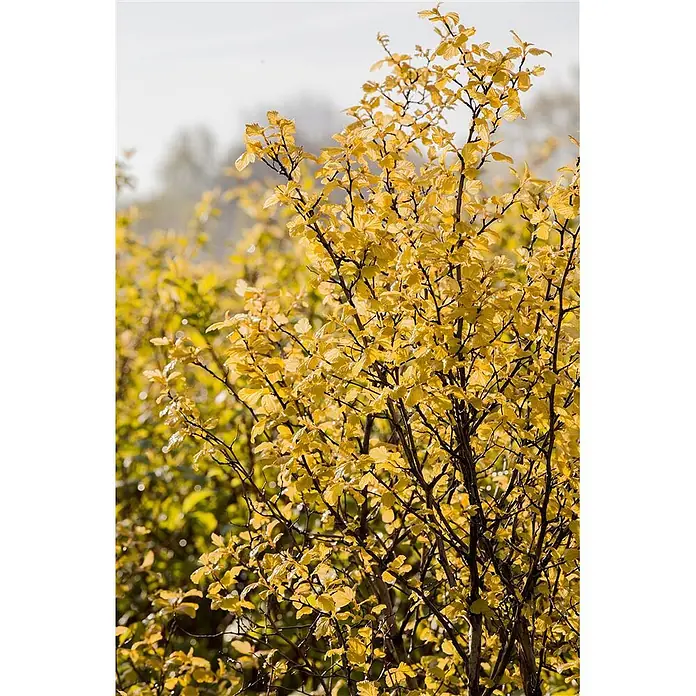 Pflanzen für dich Blasenspiere 60-100 cm - Physocarpus opulifolius, 60 cm - 100 cm - Lebhaft gelbe Blätter an einem Strauch mit dunklen Ästen, von Sonnenlicht beleuchtet in natürlicher Umgebung.
