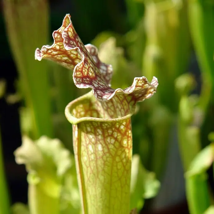 Piardino Schlauchpflanze - Sarracenia purpurea, Topfgröße: 9 cm - Nahaufnahme einer fleischfressenden Kannenpflanze mit auffälligem Deckel, die Insekten anlockt. Die Pflanze ist grün mit roten Mustern.