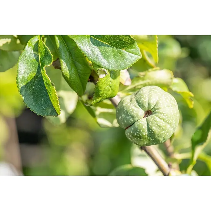Pflanzen für dich Zierquitte 30-40 cm - Chaenomeles 'Youki Gotin', Aktuelle Wuchshöhe: 30 cm - 40 cm - Eine kleine, unreife grüne Frucht mit markanter segmentierter Form und weißen Flecken hängt an einem Ast, umgeben von grünen Blättern.