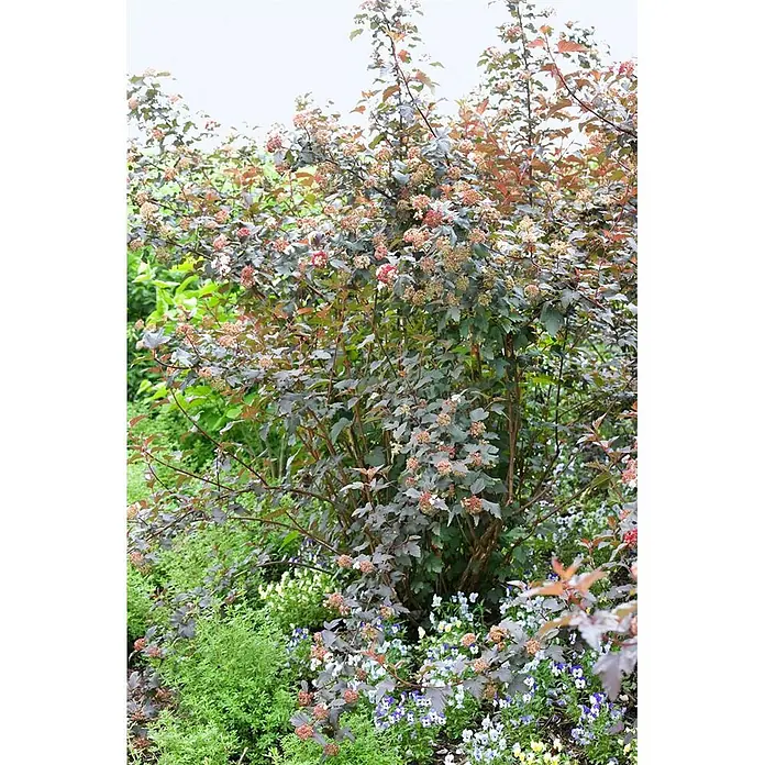 Pflanzen für dich Blasenspiere 60-100 cm - Physocarpus opulifolius, 60 cm - 100 cm - Großer dunkelblättriger Strauch mit rosa-weißen Blütenständen, in einem Gartenbeet mit grünem Bodendecker und kleinen lila Blüten.