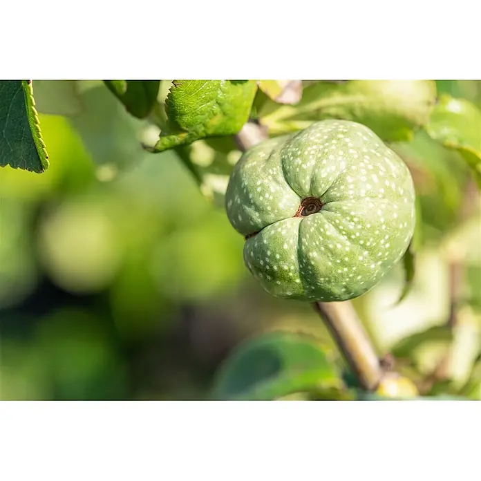 Pflanzen für dich Zierquitte 30-40 cm - Chaenomeles 'Youki Gotin', Aktuelle Wuchshöhe: 30 cm - 40 cm - Gefleckte grüne Frucht an einem Ast.