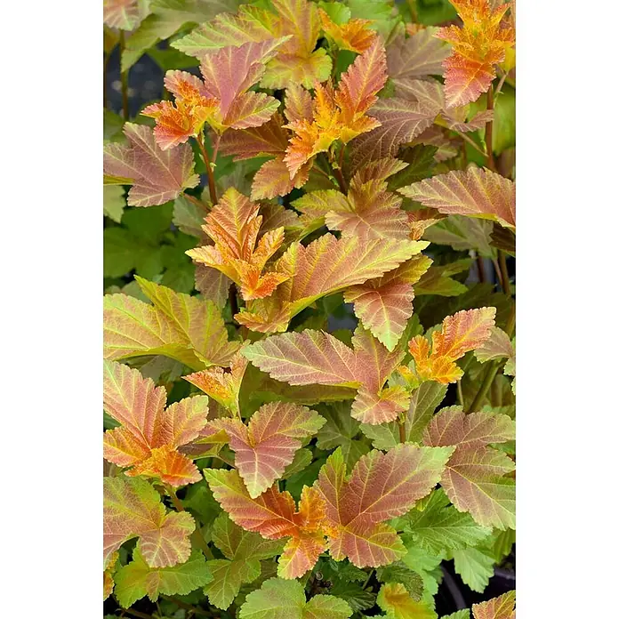 Pflanzen für dich Blasenspiere 60-100 cm - Physocarpus opulifolius, 60 cm - 100 cm - Lebendige, bunte Blätter in Orange-, Rot- und Grüntönen an einem Laubstrauch.