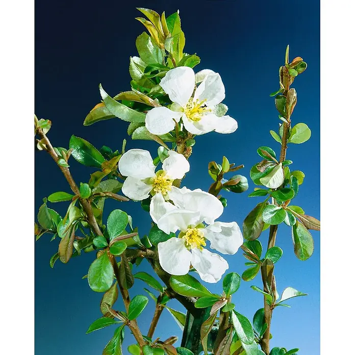 Pflanzen für dich Zierquitte 30-40 cm - Chaenomeles 'Youki Gotin', Aktuelle Wuchshöhe: 30 cm - 40 cm - Blühender Zweig mit weißen Blüten, gelben Staubblättern und grünen Blättern vor blauem Hintergrund.