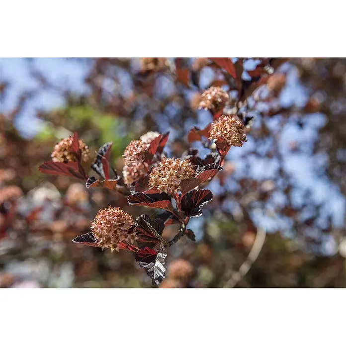 Pflanzen für dich Blasenspiere 60-100 cm - Physocarpus opulifolius, 60 cm - 100 cm - Zweig einer Pflanze mit dunkelroten Blättern und Büscheln kleiner, hellrosa-brauner Blüten.