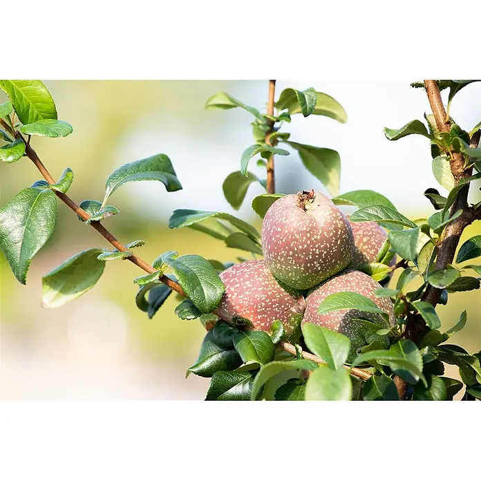 Pflanzen für dich Zierquitte 40-60 cm - Chaenomeles 'Friesdorfer Typ 205', Aktuelle Wuchshöhe: 40 cm - 60 cm - Mehrere rosarote Quittenfrüchte mit weißen Punkten an einem belaubten Ast.