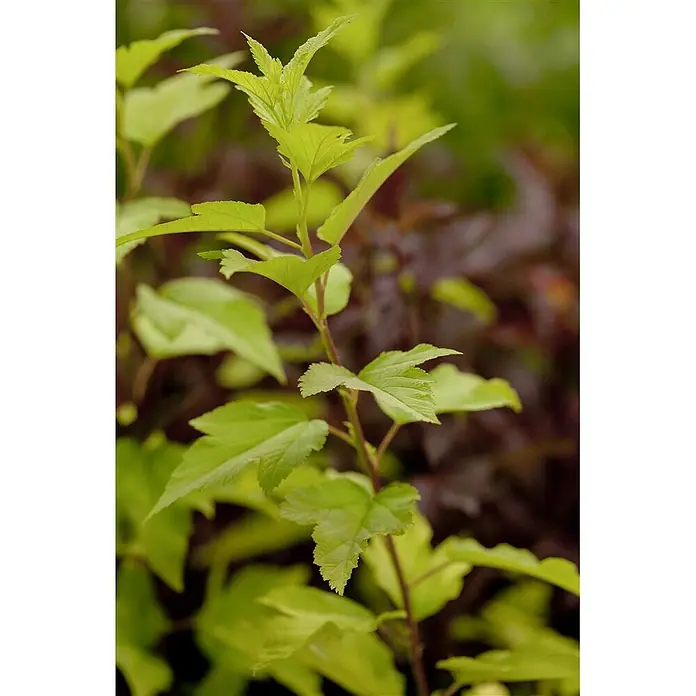 Pflanzen für dich Blasenspiere 40-60 cm - Physocarpus opulifolius 'Angel Gold', 40 cm - 60 cm - Frische, leuchtend grüne Blätter mit gezackten Rändern an einem Pflanzenstamm.