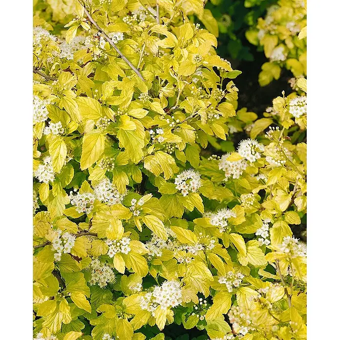 Pflanzen für dich Blasenspiere 40-60 cm - Physocarpus opulifolius 'Angel Gold', 40 cm - 60 cm - Strauch mit leuchtend gelbgrünem Laub und kleinen weißen Blüten, üppig blühend.