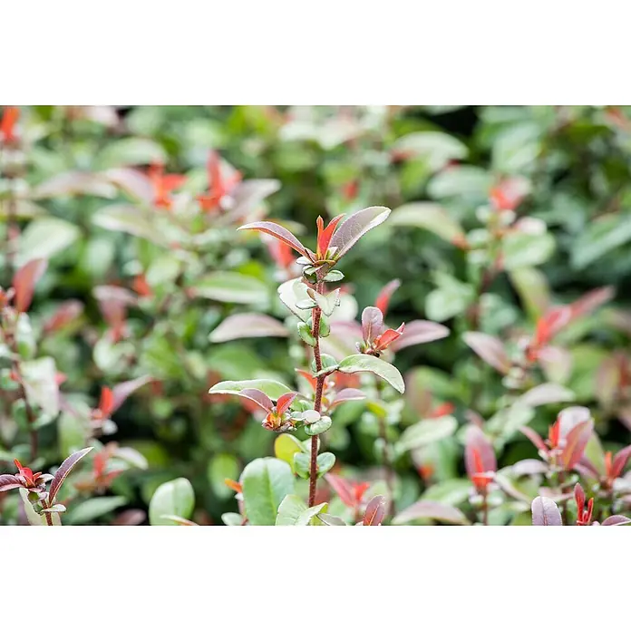 Pflanzen für dich Zierquitte 40-60 cm - Chaenomeles 'Friesdorfer Typ 205', Aktuelle Wuchshöhe: 40 cm - 60 cm - Nahaufnahme einer Pflanze mit frischen rotbraunen und grünen Blättern, die neues Wachstum zeigt.