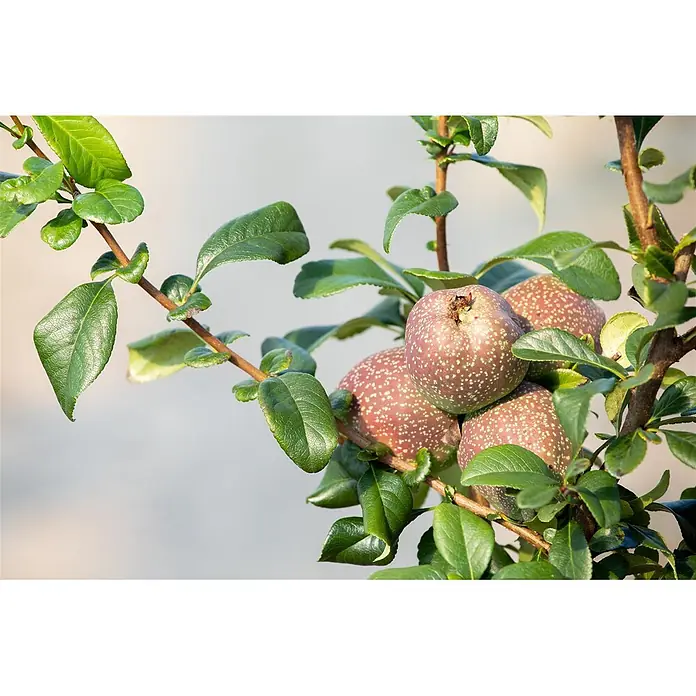 Pflanzen für dich Zierquitte 40-60 cm - Chaenomeles 'Friesdorfer Typ 205', Aktuelle Wuchshöhe: 40 cm - 60 cm - Ast mit grünen Blättern und runden, rotbraunen Früchten mit weißen Sprenkeln.