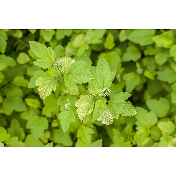 Pflanzen für dich Blasenspiere 40-60 cm - Physocarpus opulifolius 'Angel Gold', 40 cm - 60 cm - Grüne Blätter mit gezackten Rändern und kleine Büschel weißer Blütenknospen.