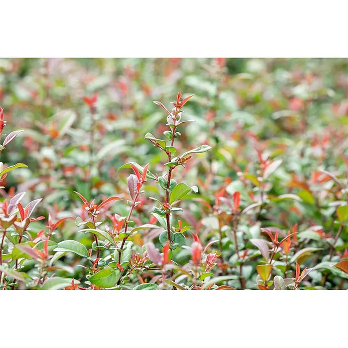 Pflanzen für dich Zierquitte 40-60 cm - Chaenomeles 'Friesdorfer Typ 205', Aktuelle Wuchshöhe: 40 cm - 60 cm - Üppige grüne und rot-orangefarbene Pflanzentriebe mit neuem Wuchs, die einen dichten, lebendigen Busch bilden.