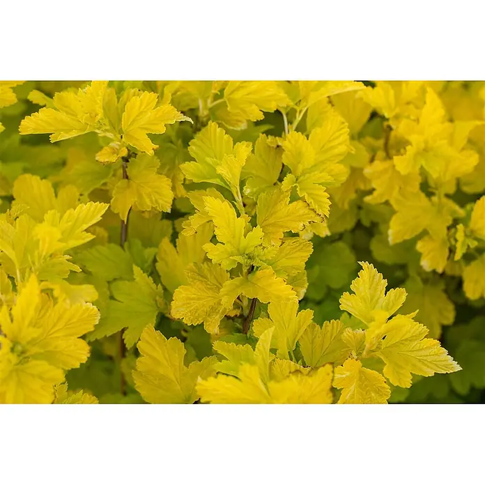 Pflanzen für dich Blasenspiere 40-60 cm - Physocarpus opulifolius 'Angel Gold', 40 cm - 60 cm - Leuchtend gelb-grüne Blätter mit sichtbaren Adern, dichtes Pflanzenlaub bildend.