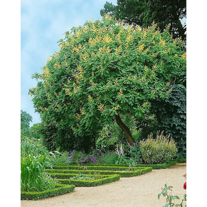 Pflanzen für dich Blasenspiere Blasenbaum - Koelreuteria paniculata, 80 cm - 100 cm - Großer Baum mit grünen Blättern und gelben Blüten in einem Garten mit Kiesweg und niedrigen Hecken.