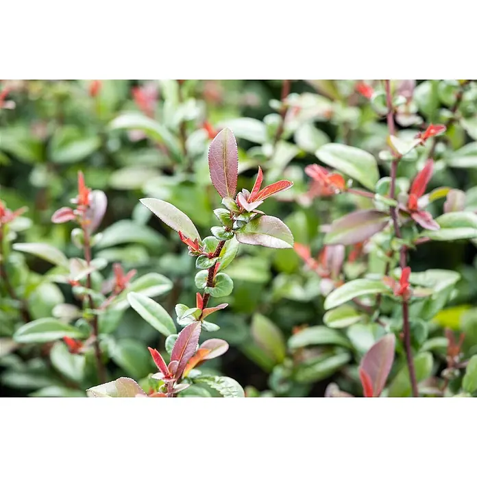 Pflanzen für dich Zierquitte 40-60 cm - Chaenomeles 'Friesdorfer Typ 205', Aktuelle Wuchshöhe: 40 cm - 60 cm - Zweig mit saftig grünen Blättern und leuchtend roten Neuaustrieben.