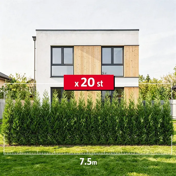 Piardino Leyland-Zypresse - 150 cm - 175 cm, Cupressocyparis leylandii, 20  Stk. online kaufen bei BAUHAUS