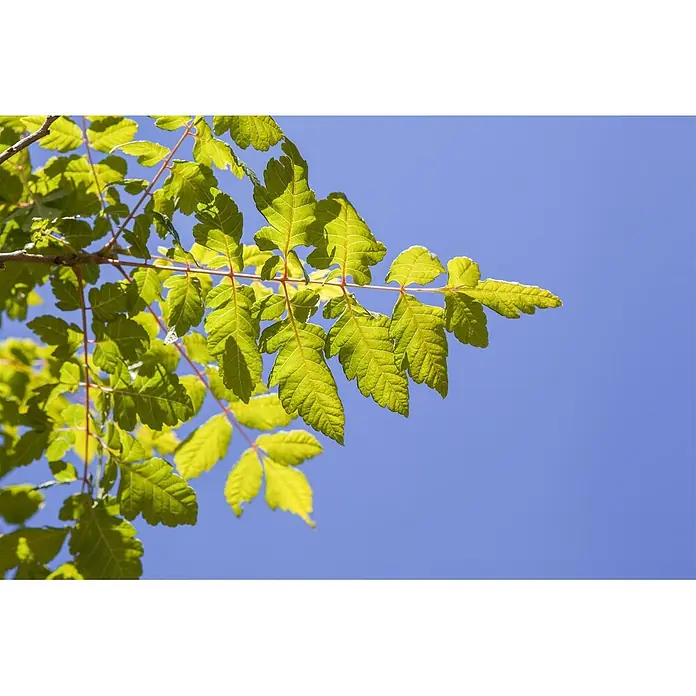 Pflanzen für dich Blasenspiere Blasenbaum - Koelreuteria paniculata, 80 cm - 100 cm - Leuchtend grüne Blätter an einem Ast, von der Sonne vor einem strahlend blauen Himmel beleuchtet.