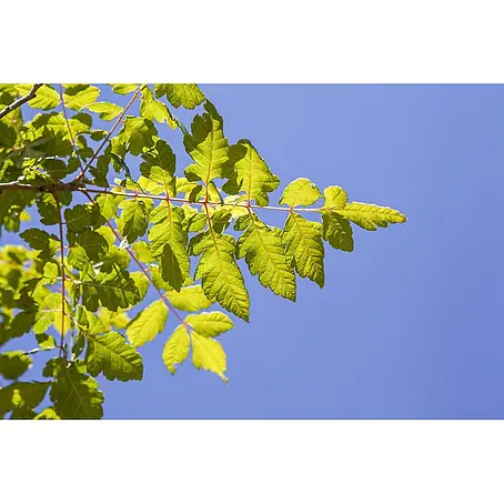 Pflanzen für dich  Blasenspiere Blasenbaum