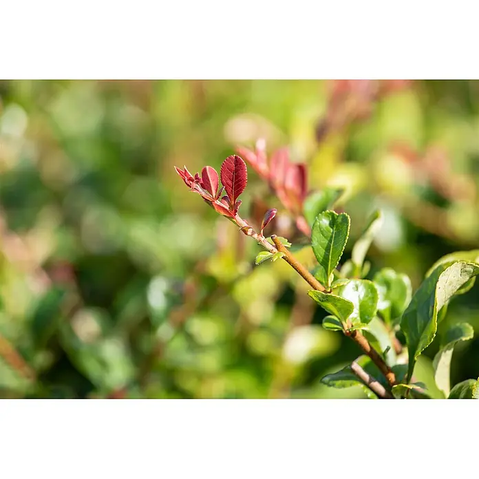 Pflanzen für dich Zierquitte 40-60 cm - Chaenomeles × superba 'Jet Trail', Aktuelle Wuchshöhe: 40 cm - 60 cm - Nahaufnahme eines Pflanzenzweigs mit leuchtend roten jungen Blättern und älteren grünen Blättern.