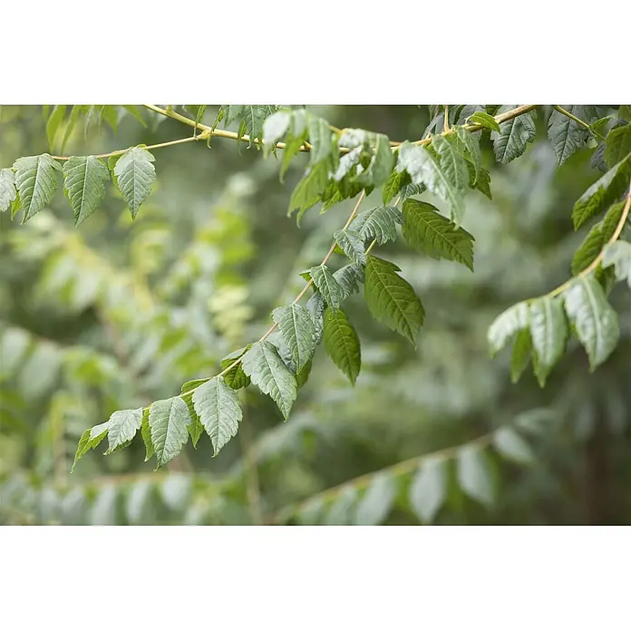 Pflanzen für dich Blasenspiere Blasenbaum - Koelreuteria paniculata, 80 cm - 100 cm - Nahaufnahme von leuchtend grünen Blättern an mehreren Ästen.
