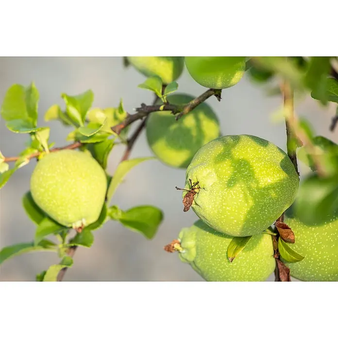 Pflanzen für dich Zierquitte 40-60 cm - Chaenomeles × superba 'Jet Trail', Aktuelle Wuchshöhe: 40 cm - 60 cm - Mehrere unreife grüne Früchte mit gesprenkelter Haut hängen an einem belaubten Ast.