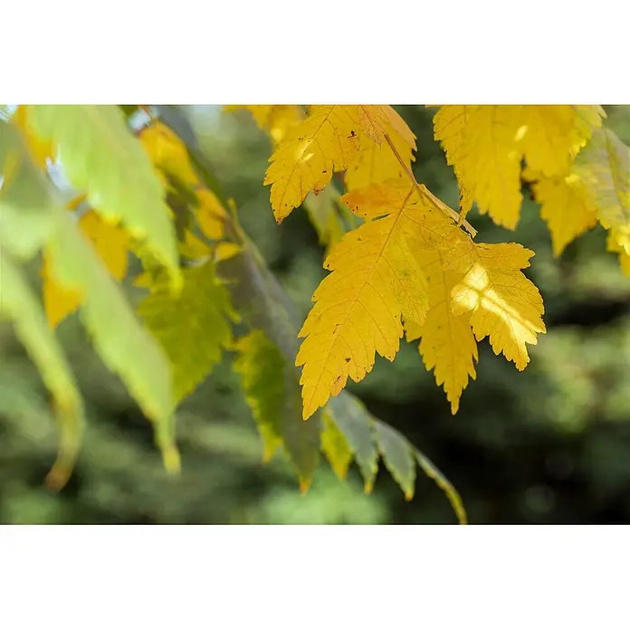 Pflanzen für dich Blasenspiere Blasenbaum - Koelreuteria paniculata, 80 cm - 100 cm - Gelbe und grüne Herbstblätter an Ästen, teils scharf fokussiert.