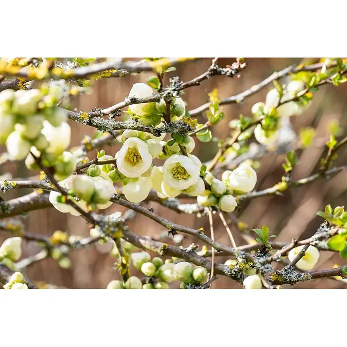 Pflanzen für dich Zierquitte 40-60 cm - Chaenomeles × superba 'Jet Trail', Aktuelle Wuchshöhe: 40 cm - 60 cm - Zarte hellgelb-weiße Blüten und Knospen auf strukturierten braunen Ästen, mit jungen grünen Blättern und Flechten.