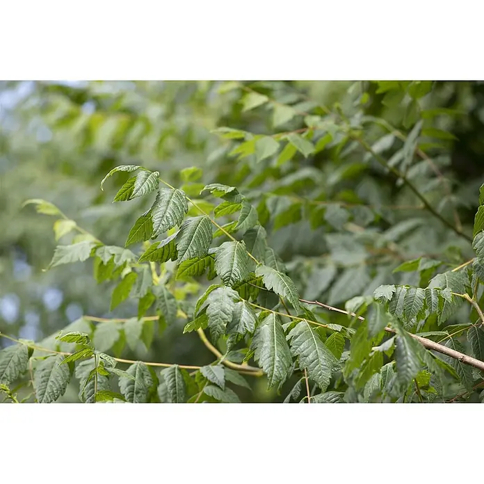 Pflanzen für dich Blasenspiere Blasenbaum - Koelreuteria paniculata, 80 cm - 100 cm - Üppig grüne Blätter mit ausgeprägten Adern wachsen an holzigen Zweigen, was auf gesundes Laub hindeutet.