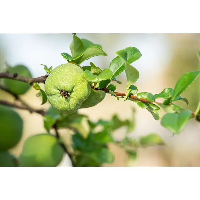 Pflanzen für dich Zierquitte 40-60 cm - Chaenomeles × superba 'Jet Trail', Aktuelle Wuchshöhe: 40 cm - 60 cm - Nahaufnahme von grünen, unreifen Früchten mit weißen Sprenkeln an einem braunen Ast mit grünen Blättern.