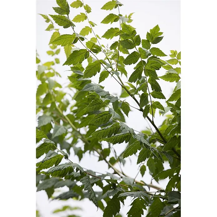 Pflanzen für dich Blasenspiere Blasenbaum - Koelreuteria paniculata, 80 cm - 100 cm - Frische grüne Blätter an Ästen.