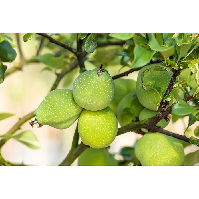 Pflanzen für dich Zierquitte 40-60 cm - Chaenomeles × superba 'Jet Trail', Aktuelle Wuchshöhe: 40 cm - 60 cm - Mehrere unentwickelte grüne Früchte, möglicherweise Quitten, mit gesprenkelter Schale an einem Ast.