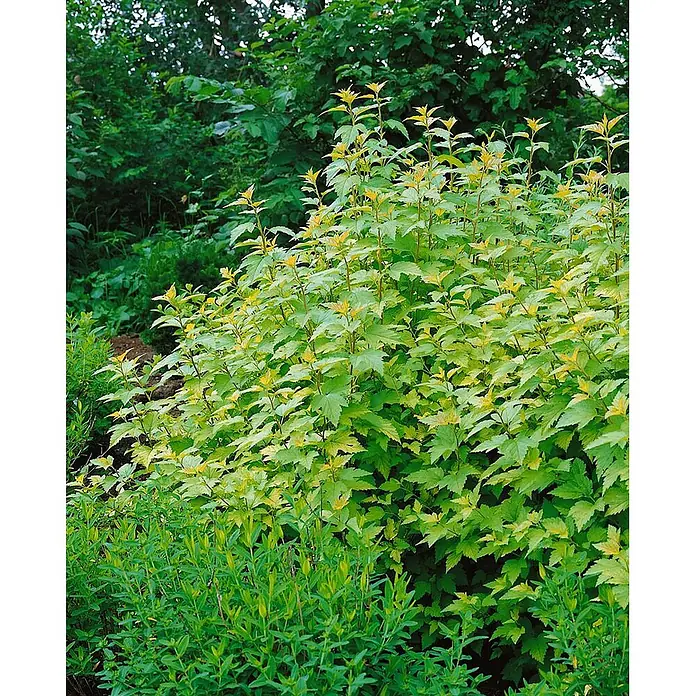 Pflanzen für dich Blasenspiere 40-60 cm - Physocarpus opulifolius 'Nugget', 40 cm - 60 cm - Strauch mit leuchtend gelbgrünen Blättern, umgeben von anderen grünen Pflanzen.