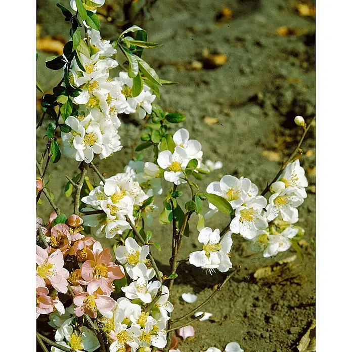 Pflanzen für dich Zierquitte 40-60 cm - Chaenomeles 'Nivalis', Aktuelle Wuchshöhe: 40 cm - 60 cm - Blühender Zierquittenstrauch mit weißen und rosafarbenen Blüten in dunkler Erde.