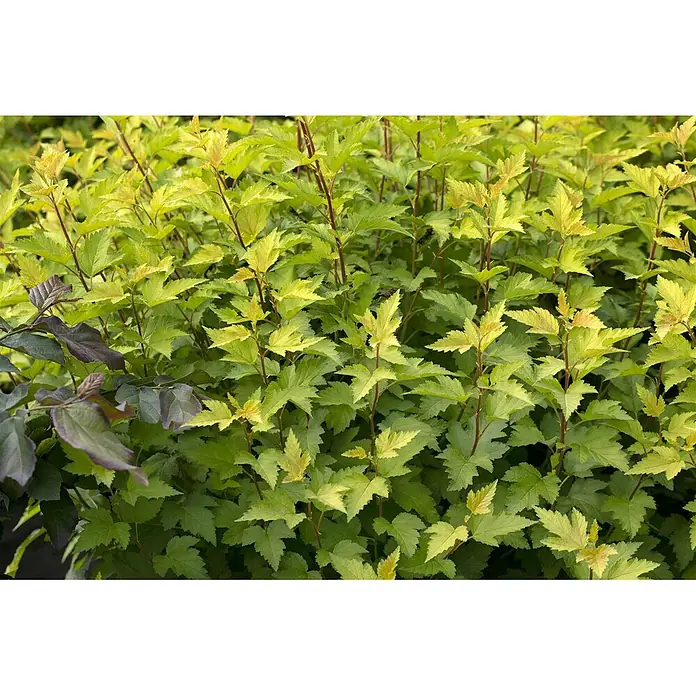 Pflanzen für dich Blasenspiere 40-60 cm - Physocarpus opulifolius 'Nugget', 40 cm - 60 cm - Üppiges chartreusfarbenes und grünes Laub eines lebendigen Strauchs, mit Andeutungen dunklerer Blätter.