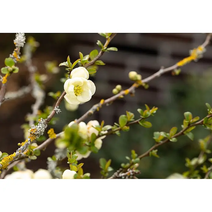 Pflanzen für dich Zierquitte 40-60 cm - Chaenomeles 'Nivalis', Aktuelle Wuchshöhe: 40 cm - 60 cm - Hellgelbe Blüten an einem lichenbedeckten Ast mit aufkeimenden grünen Blättern.