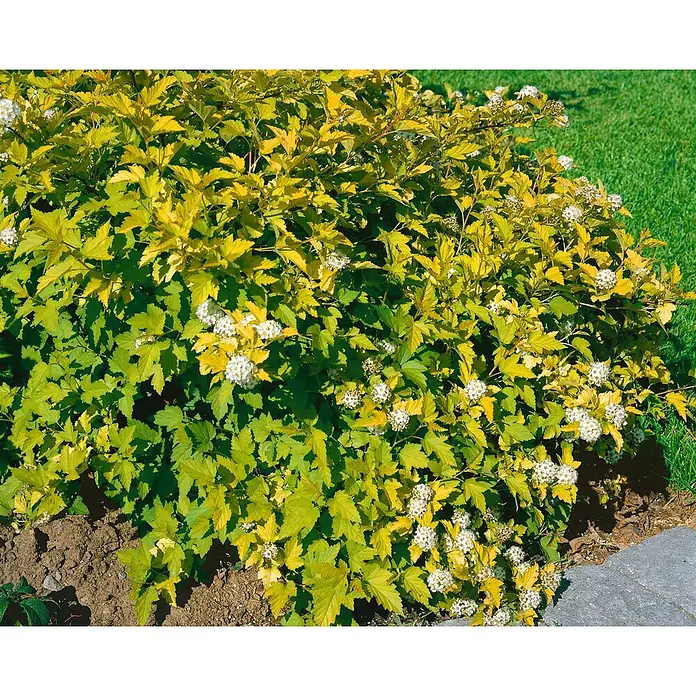 Pflanzen für dich Blasenspiere 40-60 cm - Physocarpus opulifolius 'Nugget', 40 cm - 60 cm - Goldlaubiger Strauch mit weißen Blüten im Garten.
