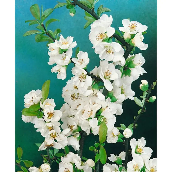 Pflanzen für dich Zierquitte 40-60 cm - Chaenomeles 'Nivalis', Aktuelle Wuchshöhe: 40 cm - 60 cm - Weiße Blüten mit gelben Zentren und grünen Blättern an dunklen Zweigen.