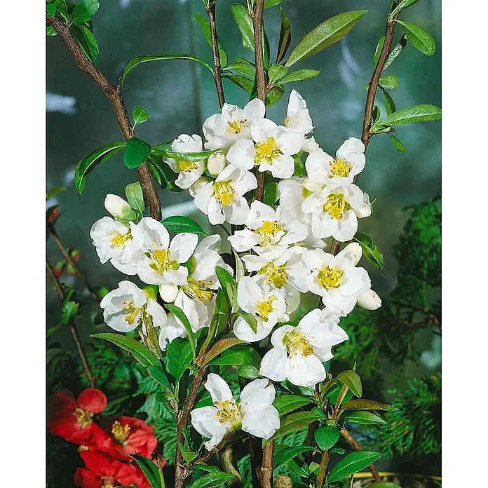 Pflanzen für dich Zierquitte 40-60 cm - Chaenomeles 'Nivalis', Aktuelle Wuchshöhe: 40 cm - 60 cm - Ast mit vielen weißen Blüten und leuchtend gelben Zentren, umgeben von grünen Blättern.
