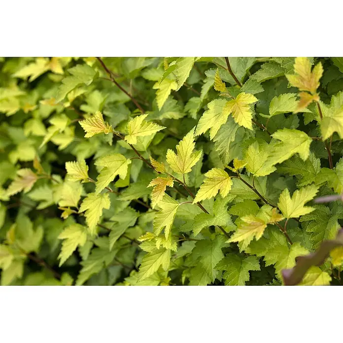 Pflanzen für dich Blasenspiere 40-60 cm - Physocarpus opulifolius 'Nugget', 40 cm - 60 cm - Hellgrüne und gelbgrüne Blätter an rotbraunen Zweigen, zeigt neues Wachstum eines Strauchs.