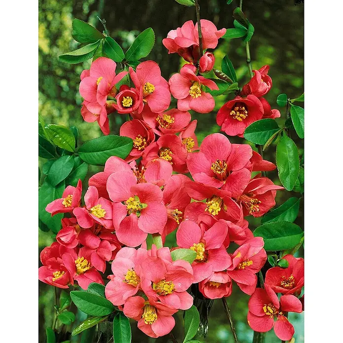 Pflanzen für dich Zierquitte 40-60 cm - Chaenomeles × superba 'Pink Lady', Aktuelle Wuchshöhe: 40 cm - 60 cm - Bündel rosafarbener und korallenroter Blüten mit gelben Zentren und grünen Blättern.