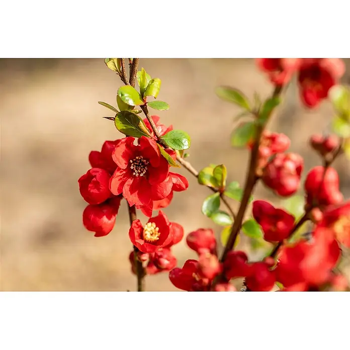 Pflanzen für dich Zierquitte 100-125 cm - Chaenomeles × superba 'Nicoline', Aktuelle Wuchshöhe: 100 cm - 125 cm - Rote Blüten an einem Zweig mit grünen Blättern.