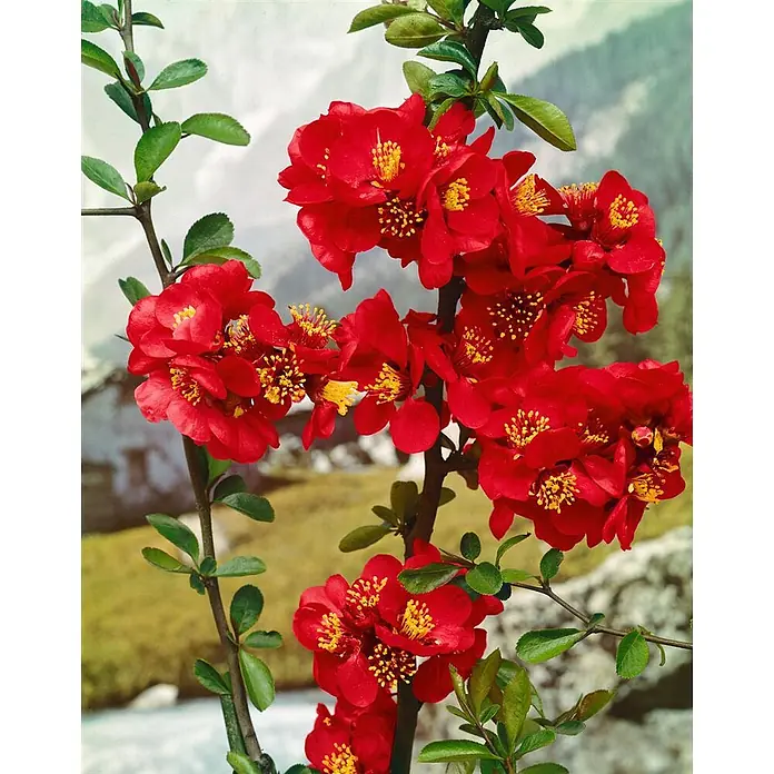 Pflanzen für dich Zierquitte 100-125 cm - Chaenomeles × superba 'Nicoline', Aktuelle Wuchshöhe: 100 cm - 125 cm - Leuchtend rote Zierquitte mit grünen Blättern und gruppierten Blüten mit gelben Zentren.